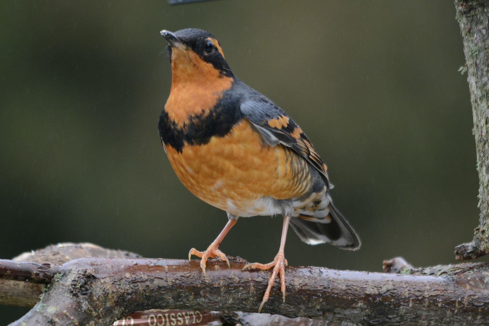 Varied Thrush