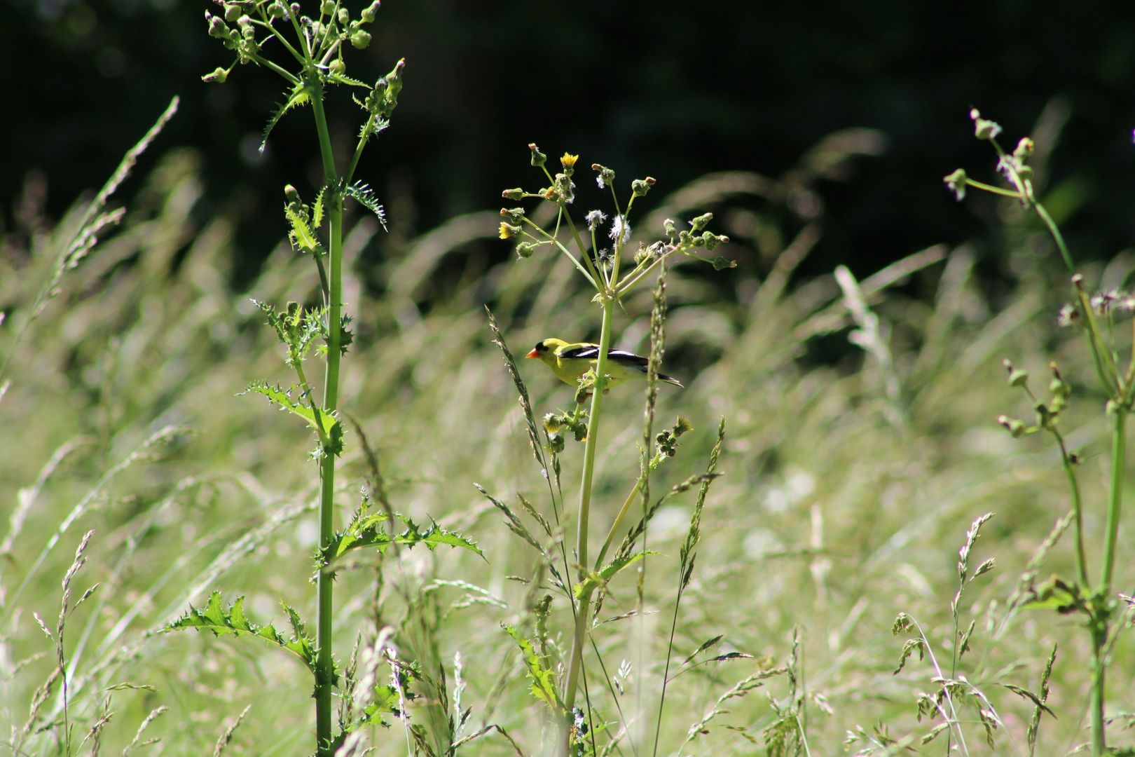 American Goldfinch