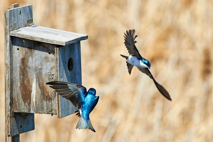 What Makes a Good Birdhouse? The Features That Actually Matter
