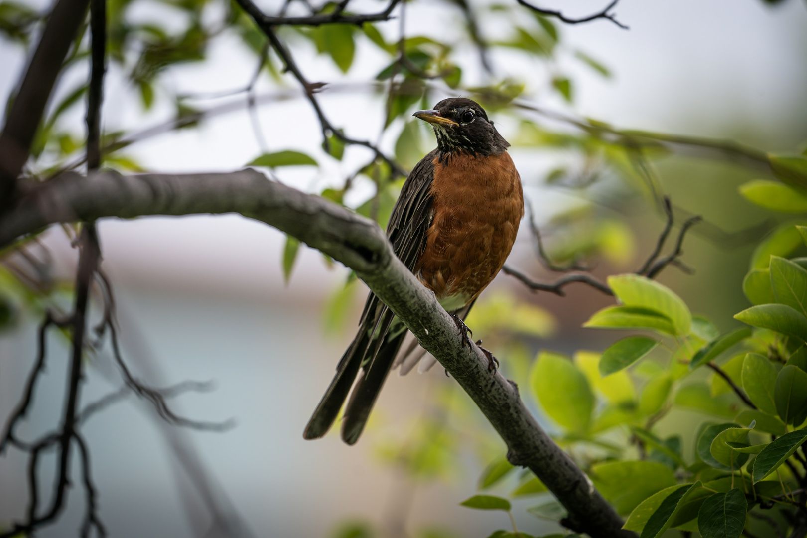 American Robin