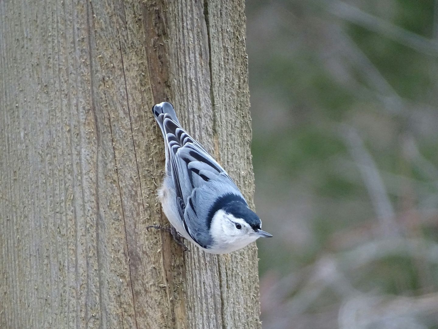 A White-breasted Nuthatch