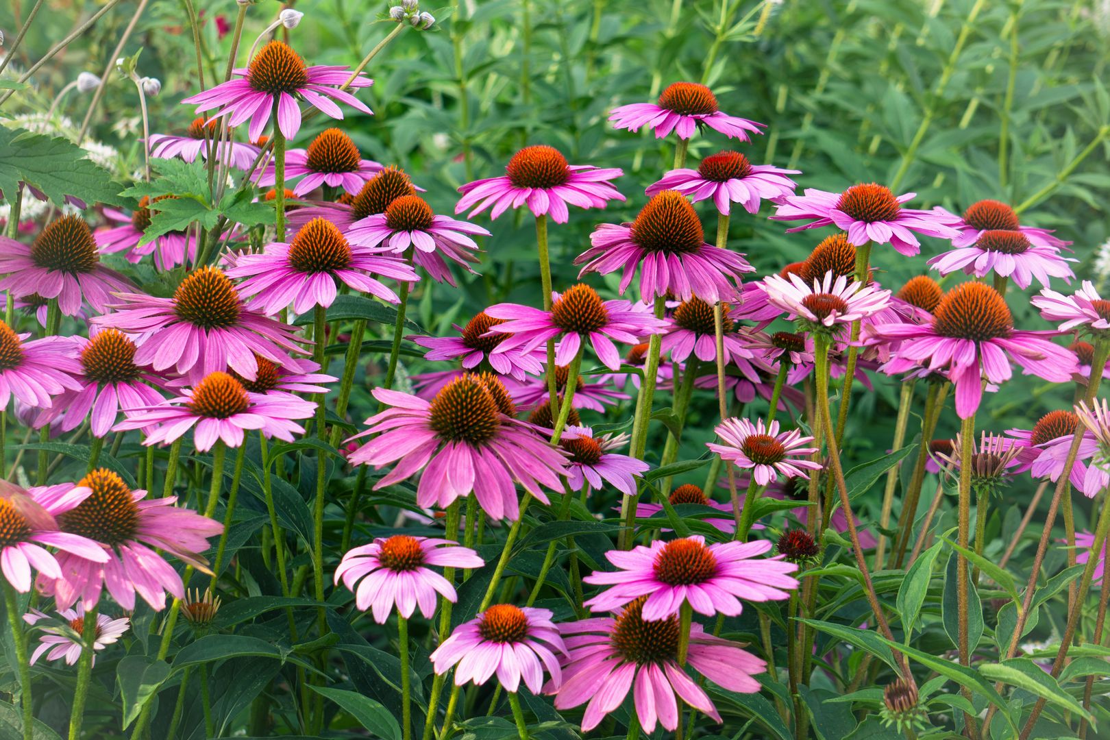 a bed of pink coneflowers