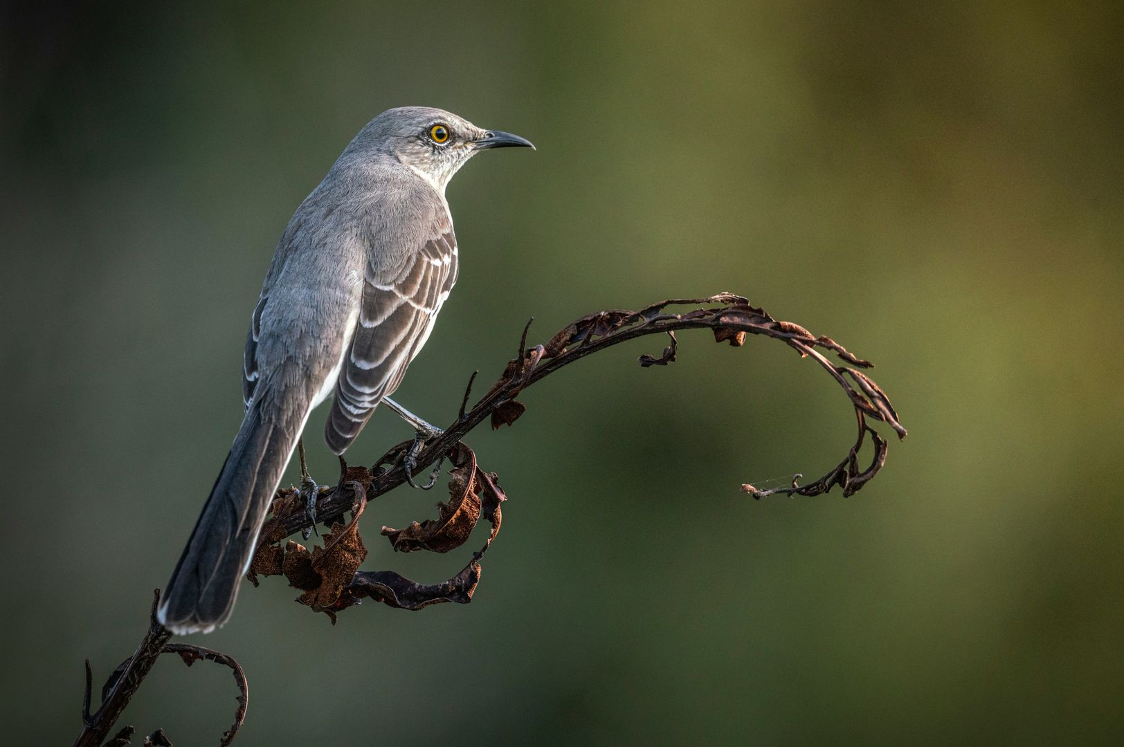 Northern Mockingbird