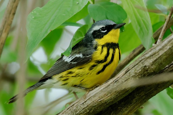 Fall Bird Migration in Ohio: Warblers, Hotspots and Timing