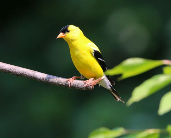 Bird Watching Groups in Pennsylvania: The Complete Club Directory