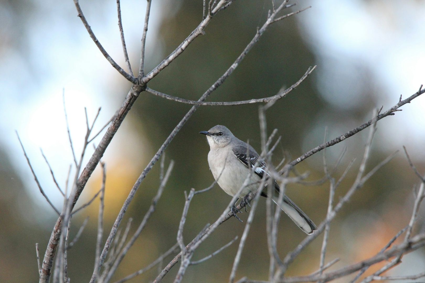Northern Mockingbird