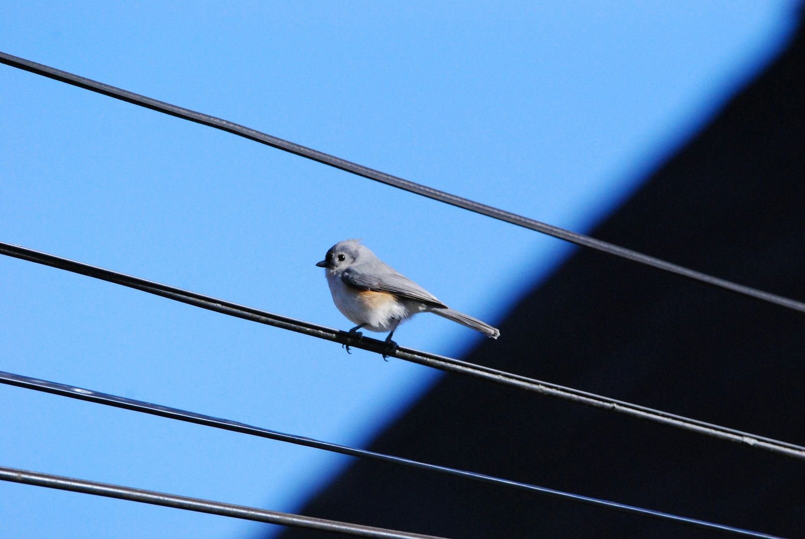 Tufted Titmouse