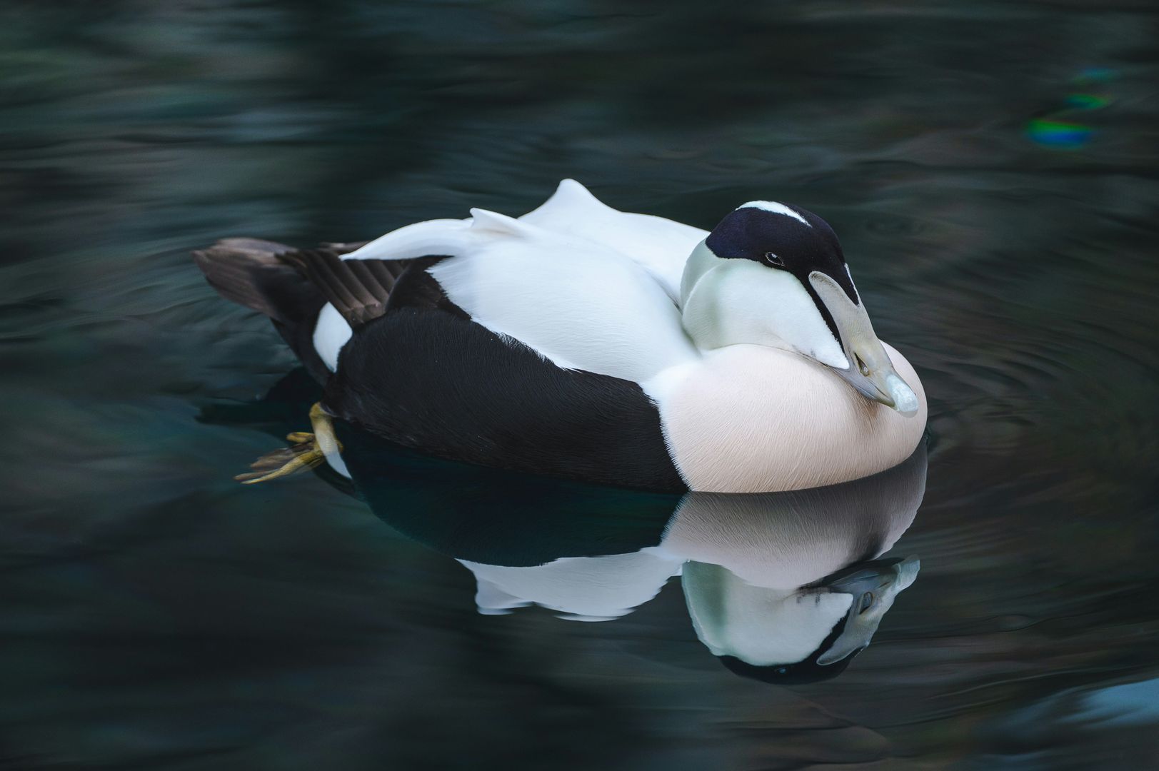 A male Common Eider duck swimming
