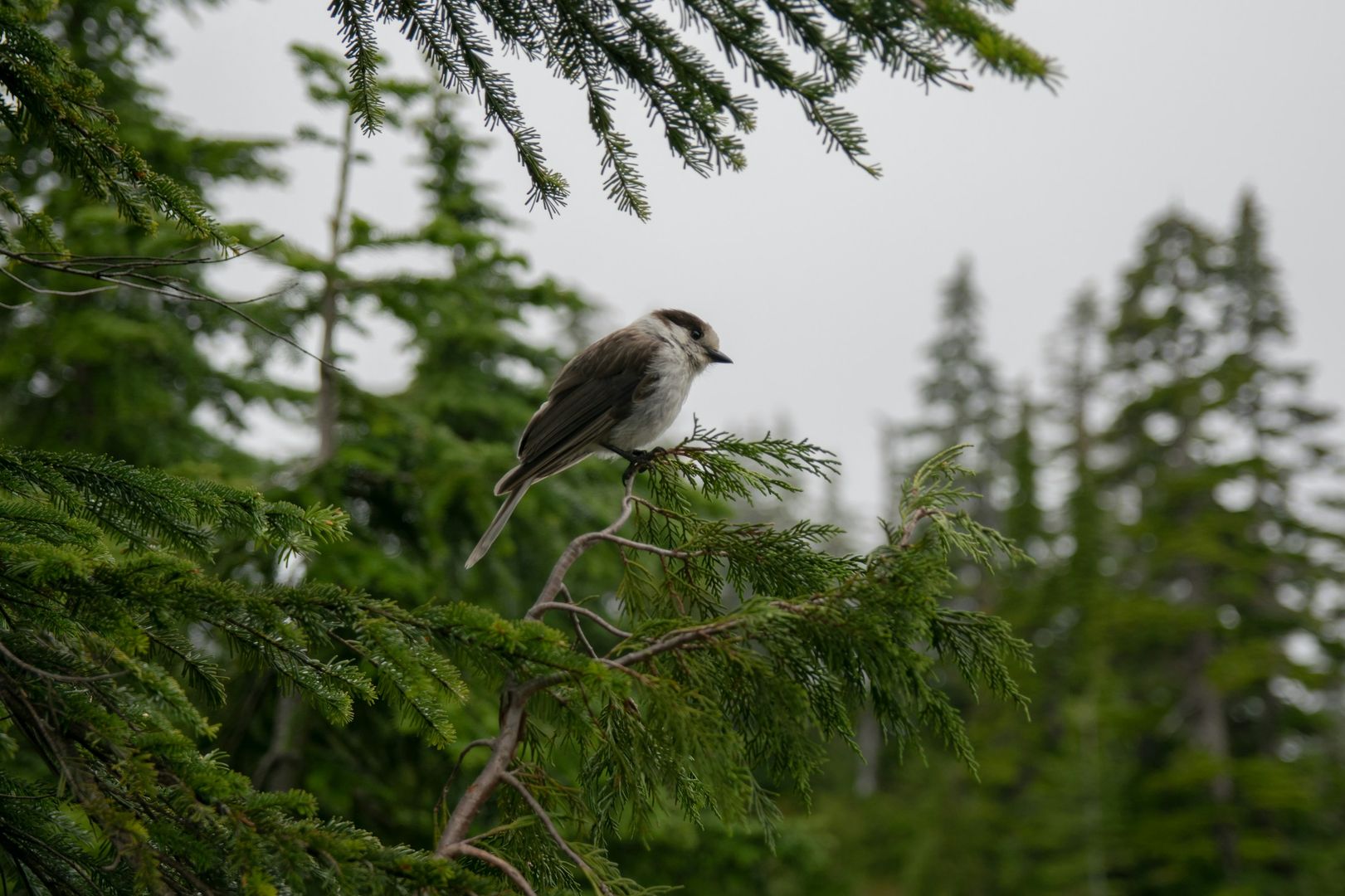 Canada Jay