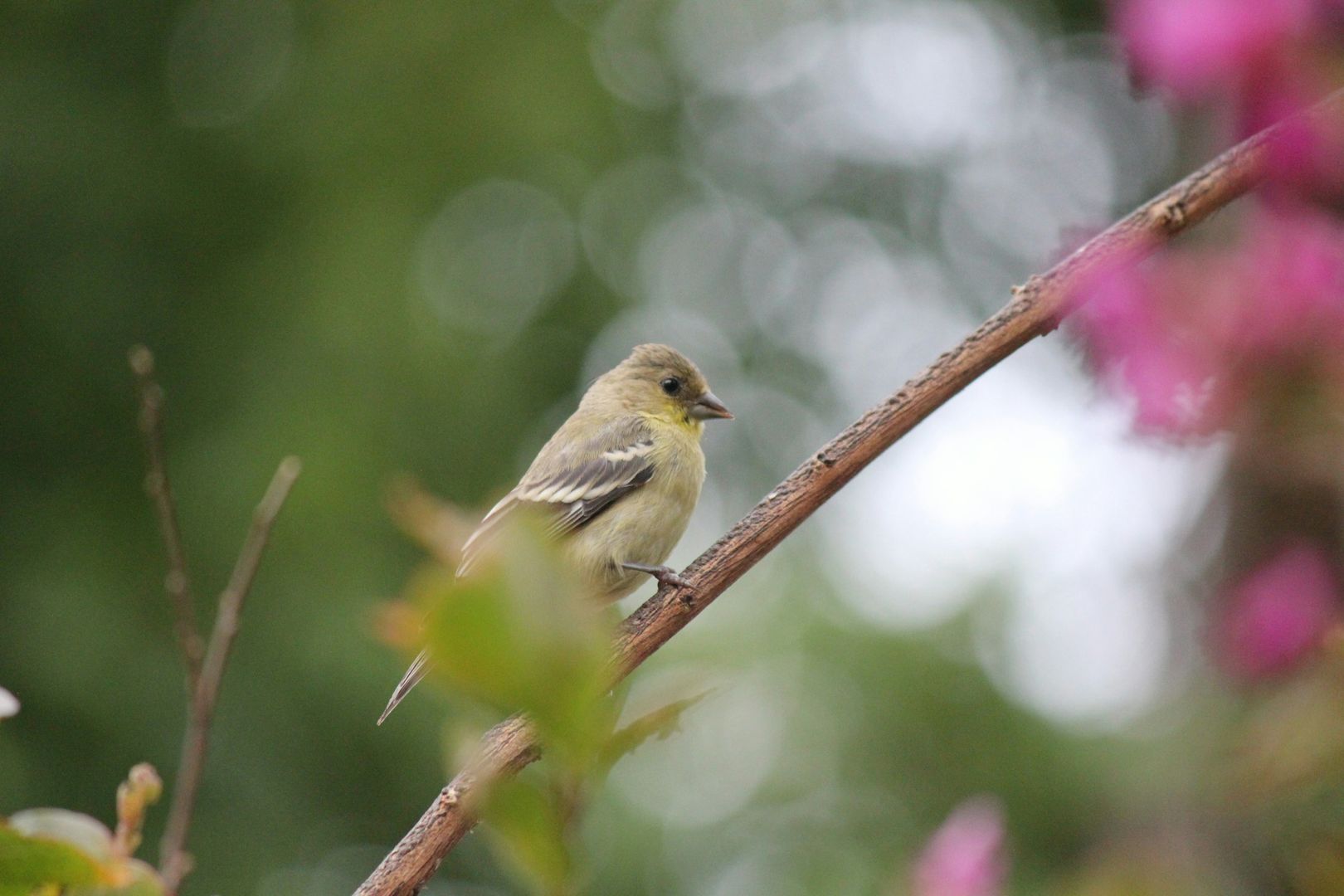 Lesser Goldfinch
