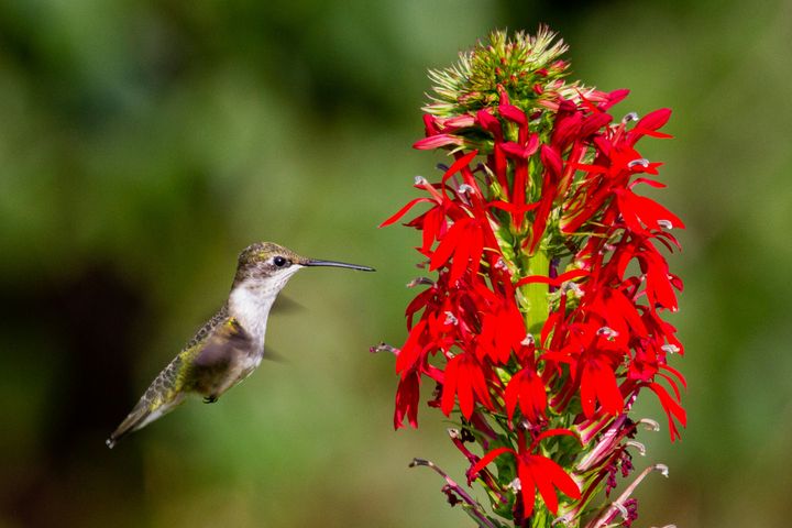 11 Plants that Attract Hummingbirds in Arizona 
