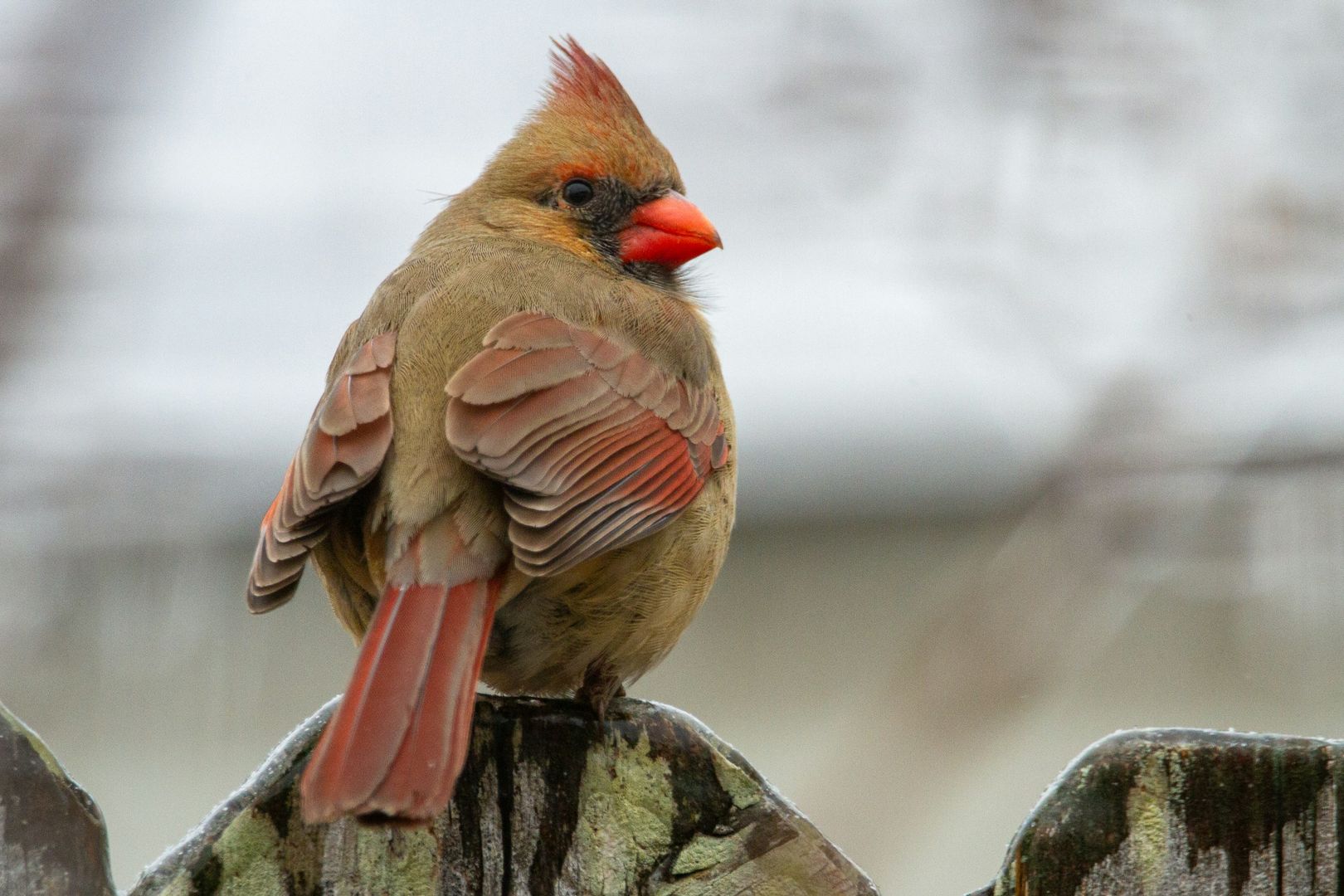 Northern Cardinal