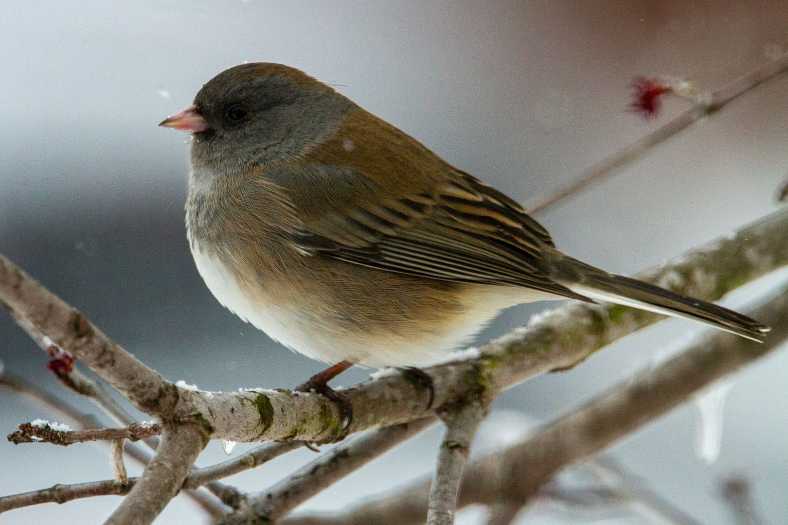 Dark-eyed Junco