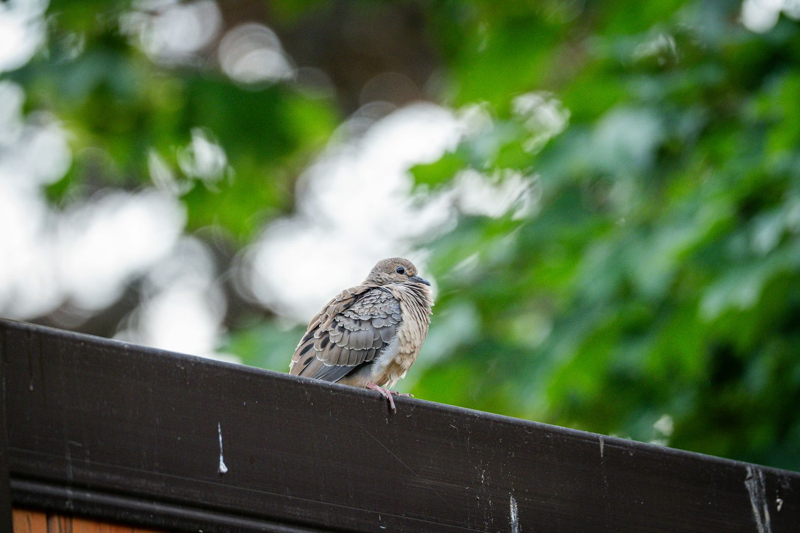Mourning Dove