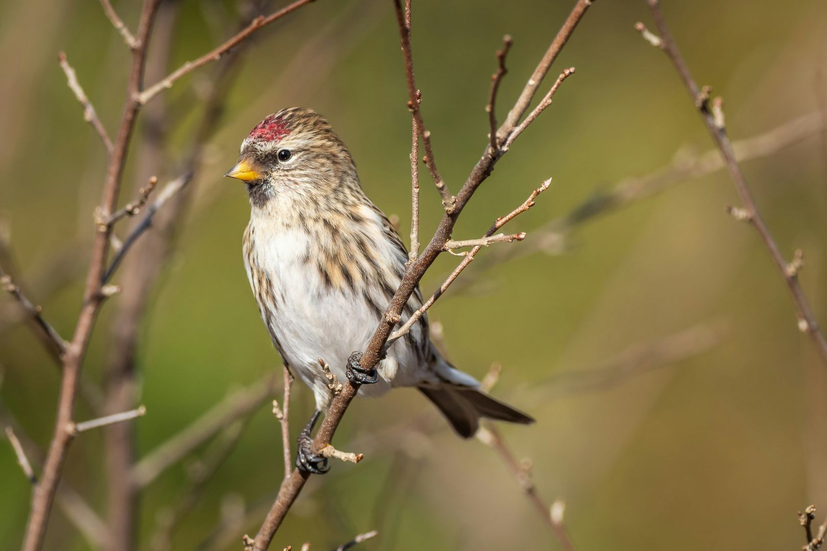 A Common Redpoll on a branch