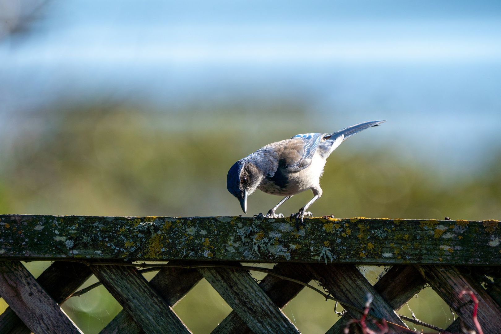 California Scrub-Jay