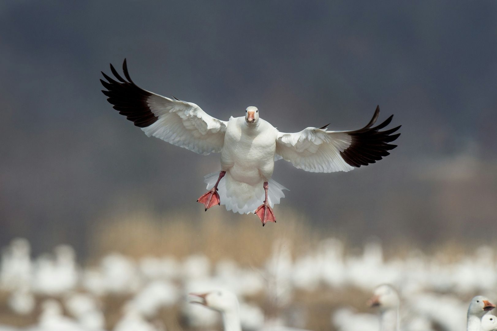 Snow Goose
