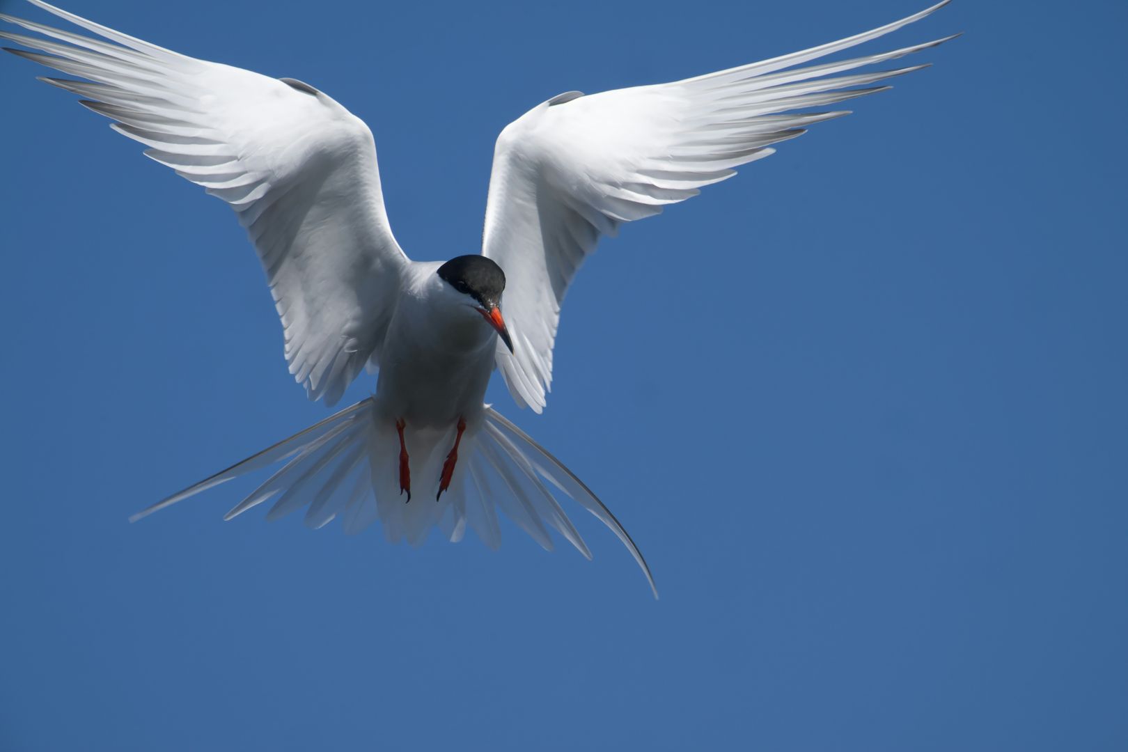 Arctic Tern