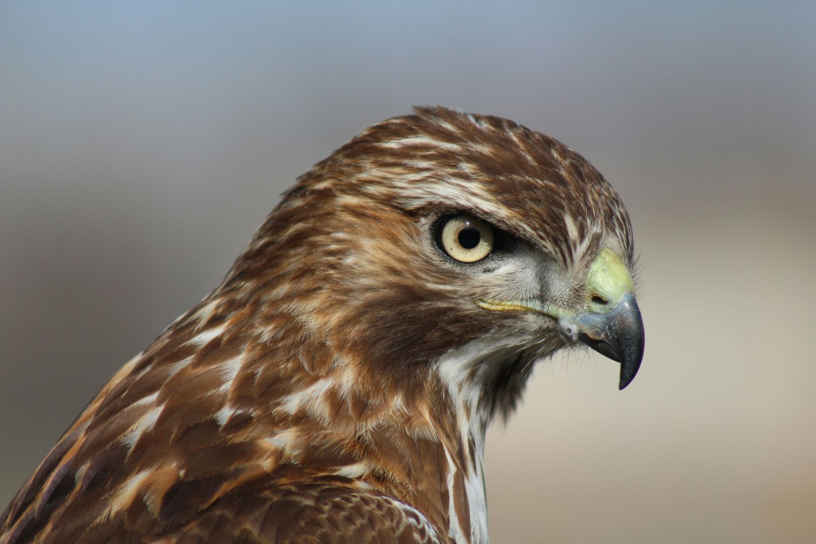 close up picture of a hawk profile