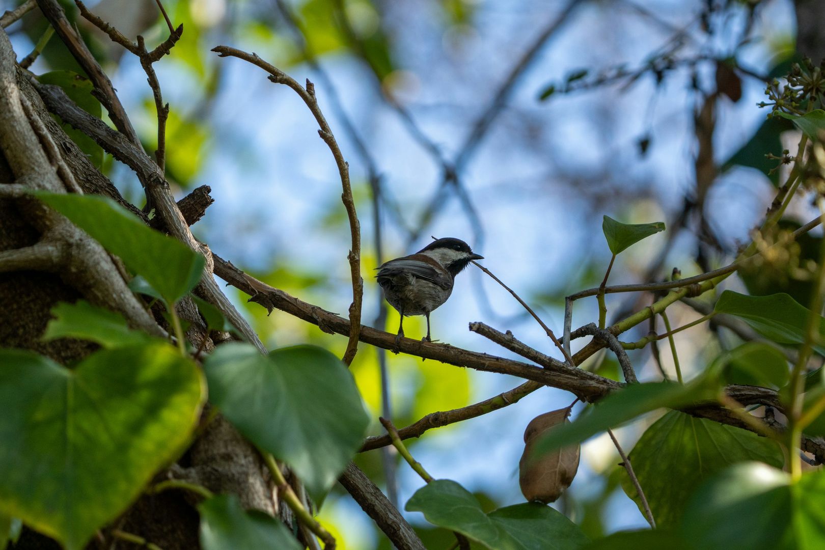 Chestnut-backed Chickadee
