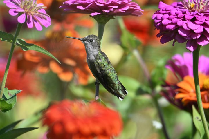 7 Potted Plants to Attract Hummingbirds
