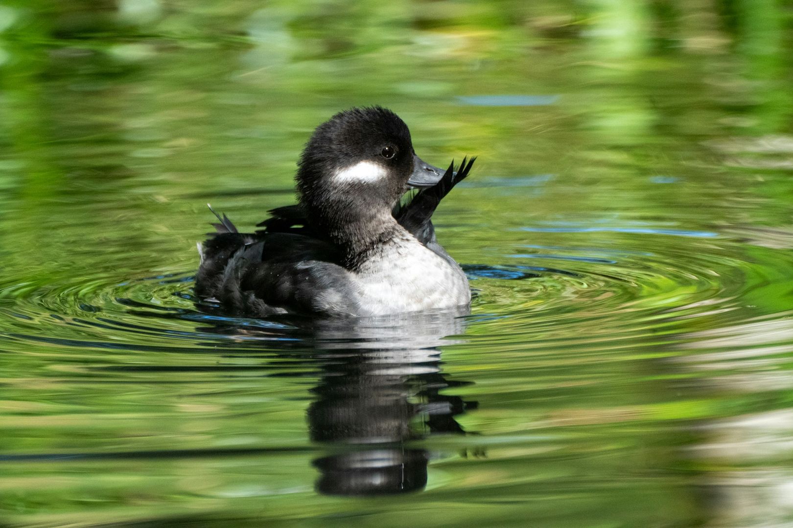 Bufflehead