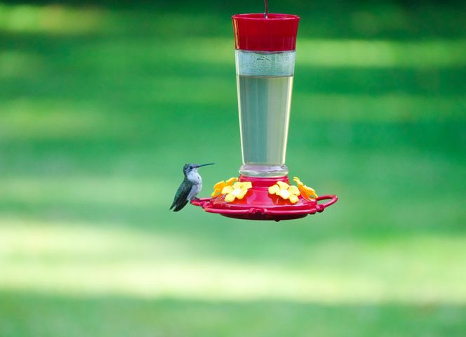 $1 Hummingbird Feeder Upgrade You're Crazy to Ignore