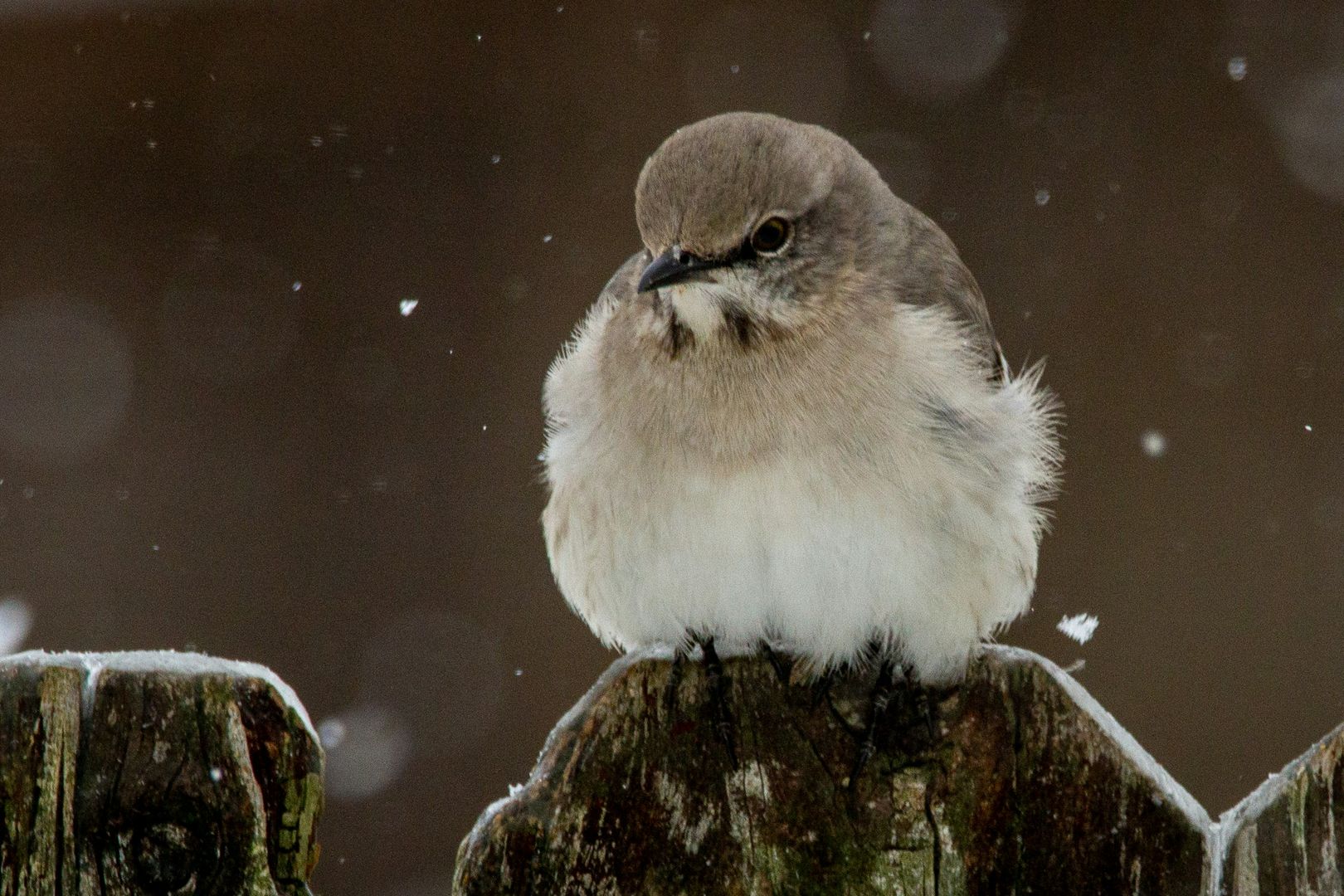 Northern Mockingbird