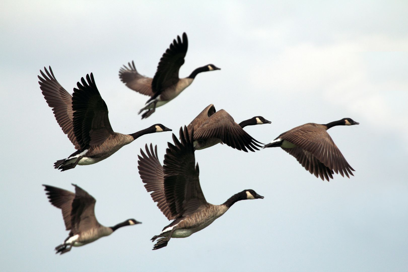 flock of canada geese in flight