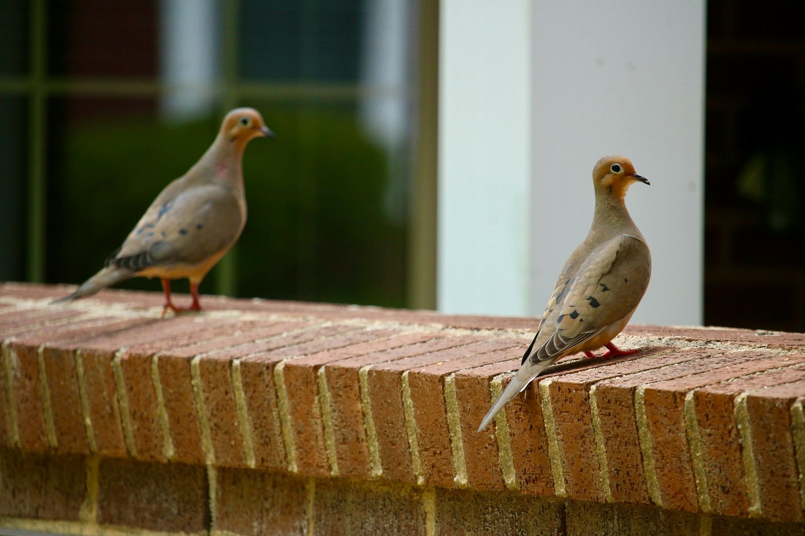 Mourning Dove