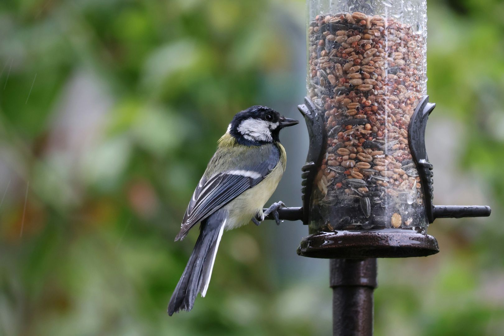 bird at bird feeder