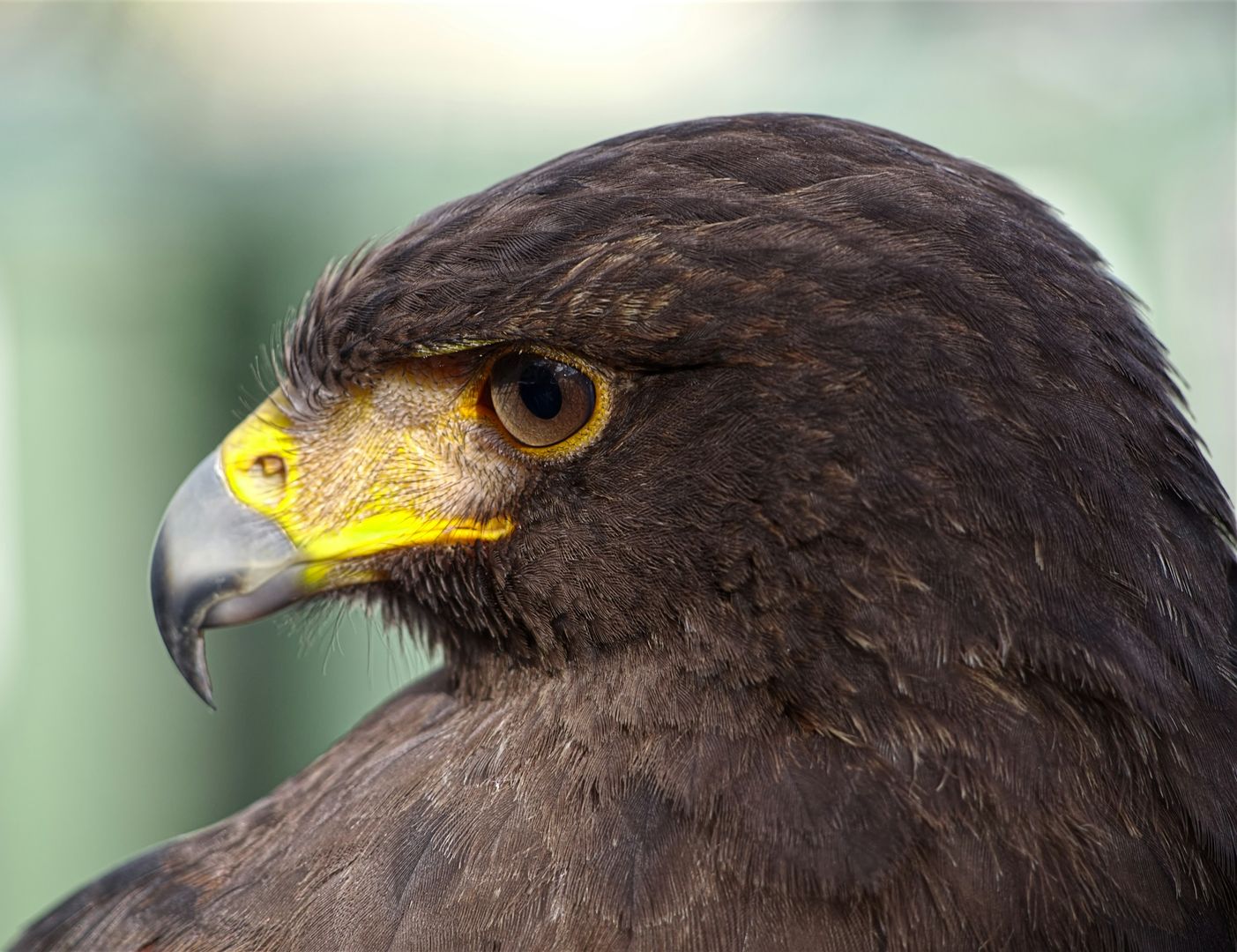 harris's hawk