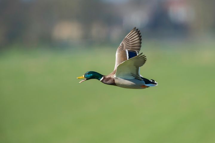 Do Ducks Migrate? When, Where, and Which Ones Stay