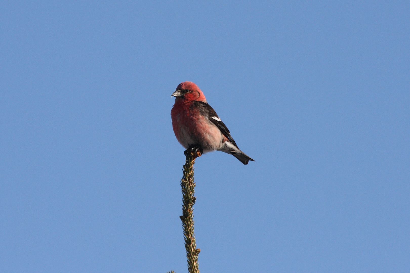A White-winged Crossbill atop a tree