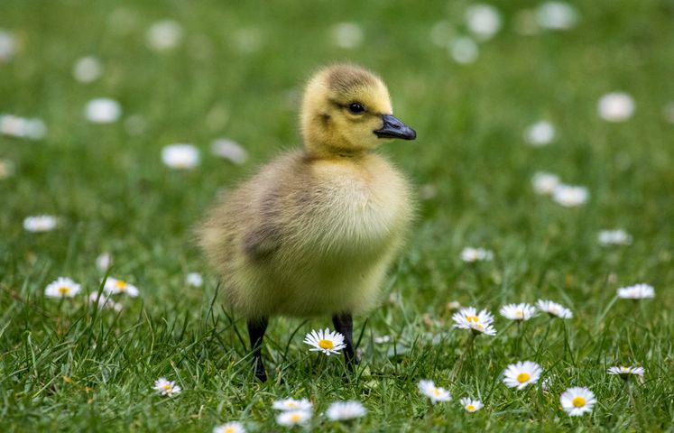 How Long Does It Take for Duck Eggs to Hatch