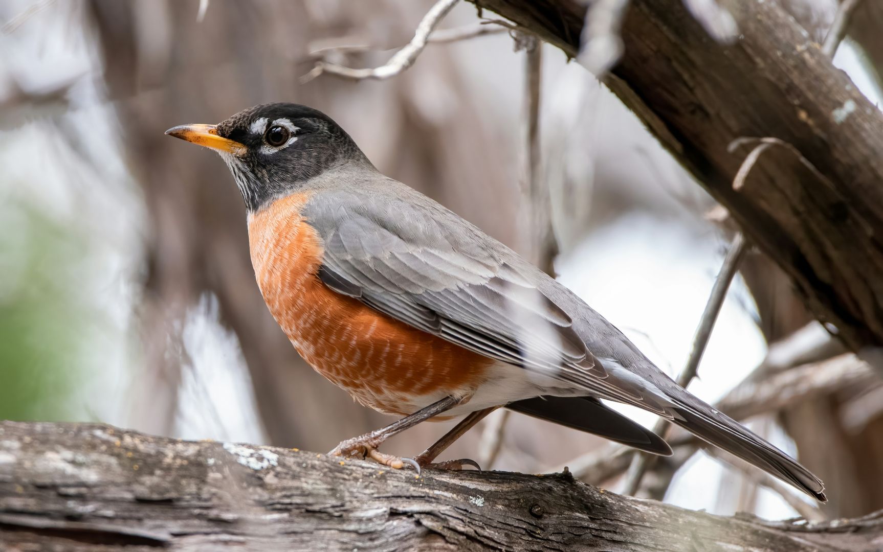 American Robin in a tree