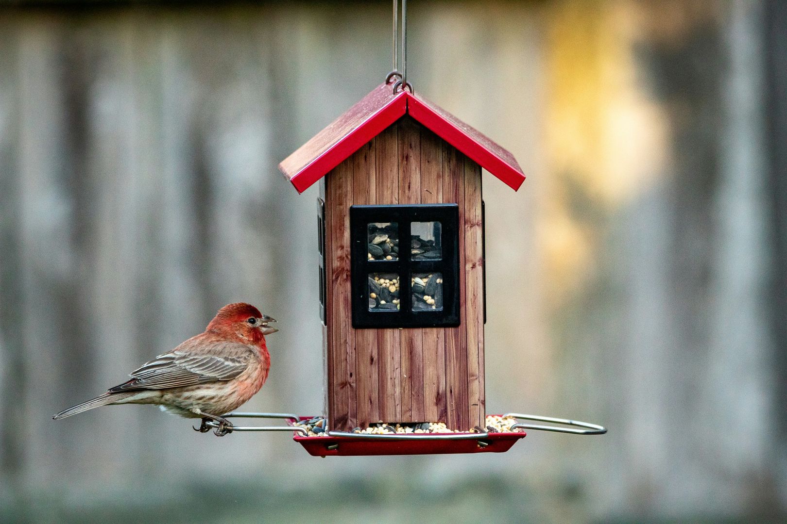 Songbird eating from a bird feeder