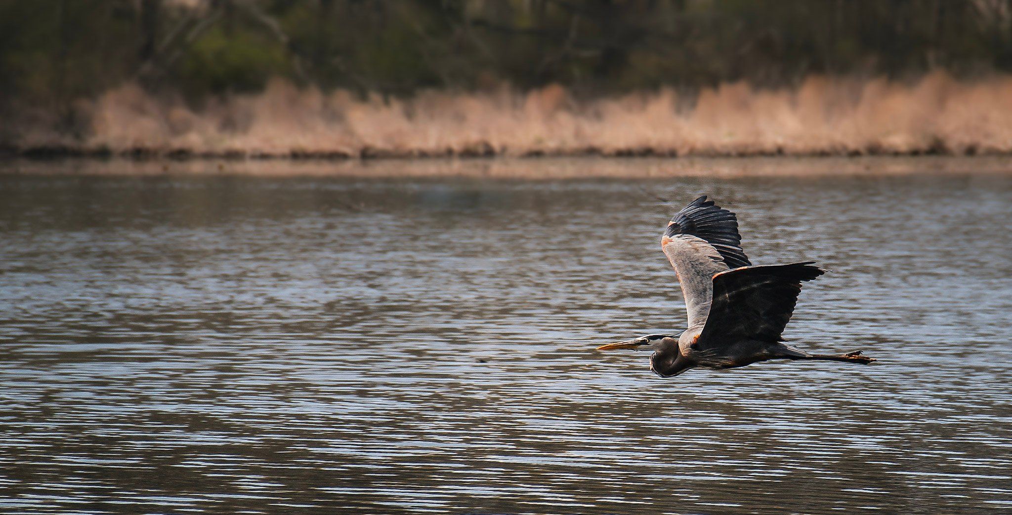 A Great Blue Heron in flight