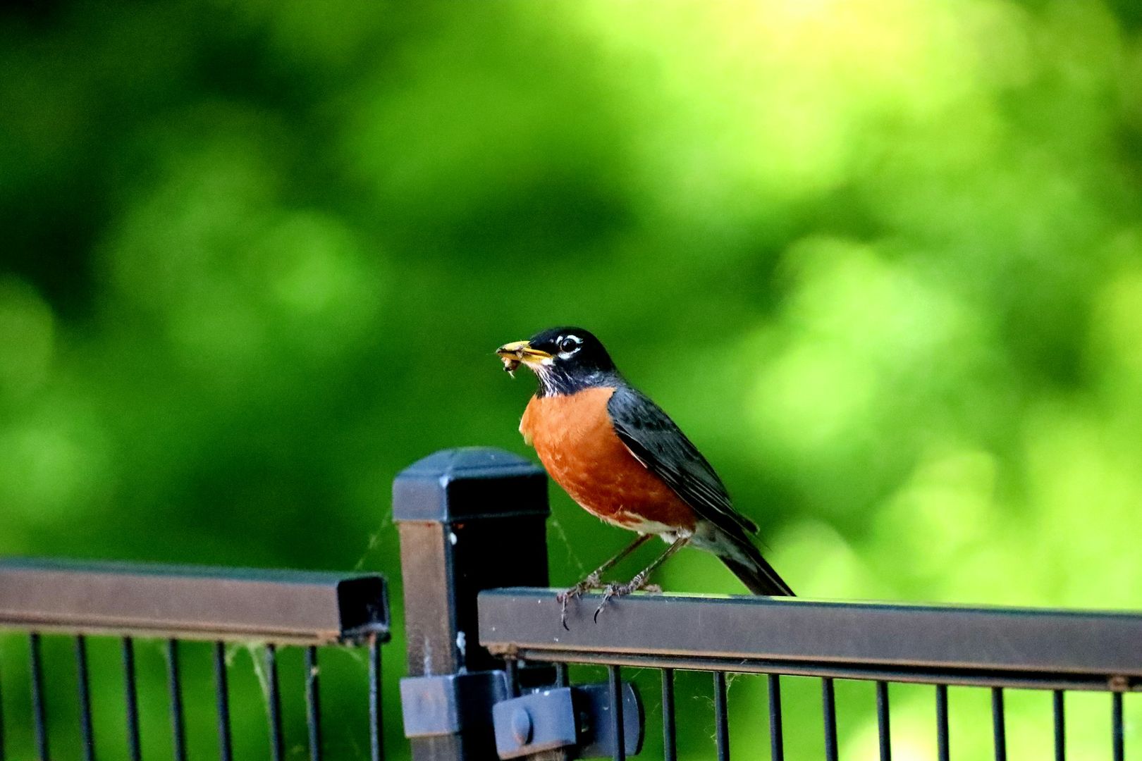 American Robin
