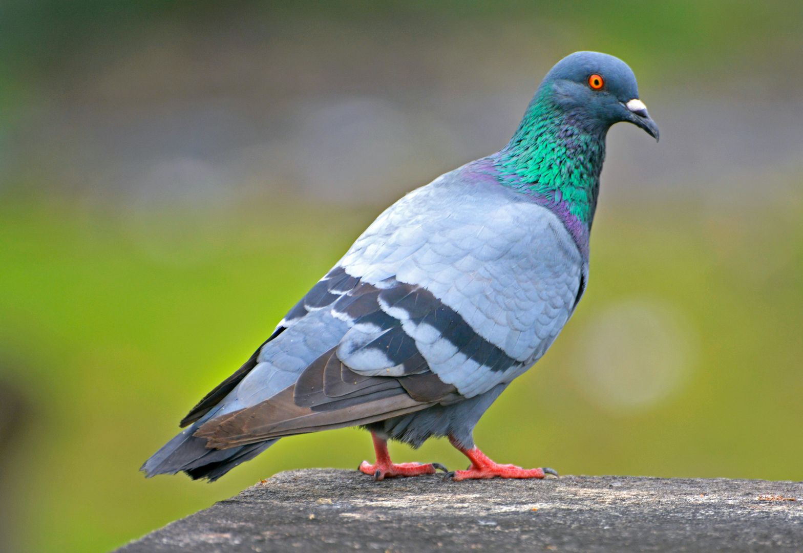 A pigeon standing atop a rock.