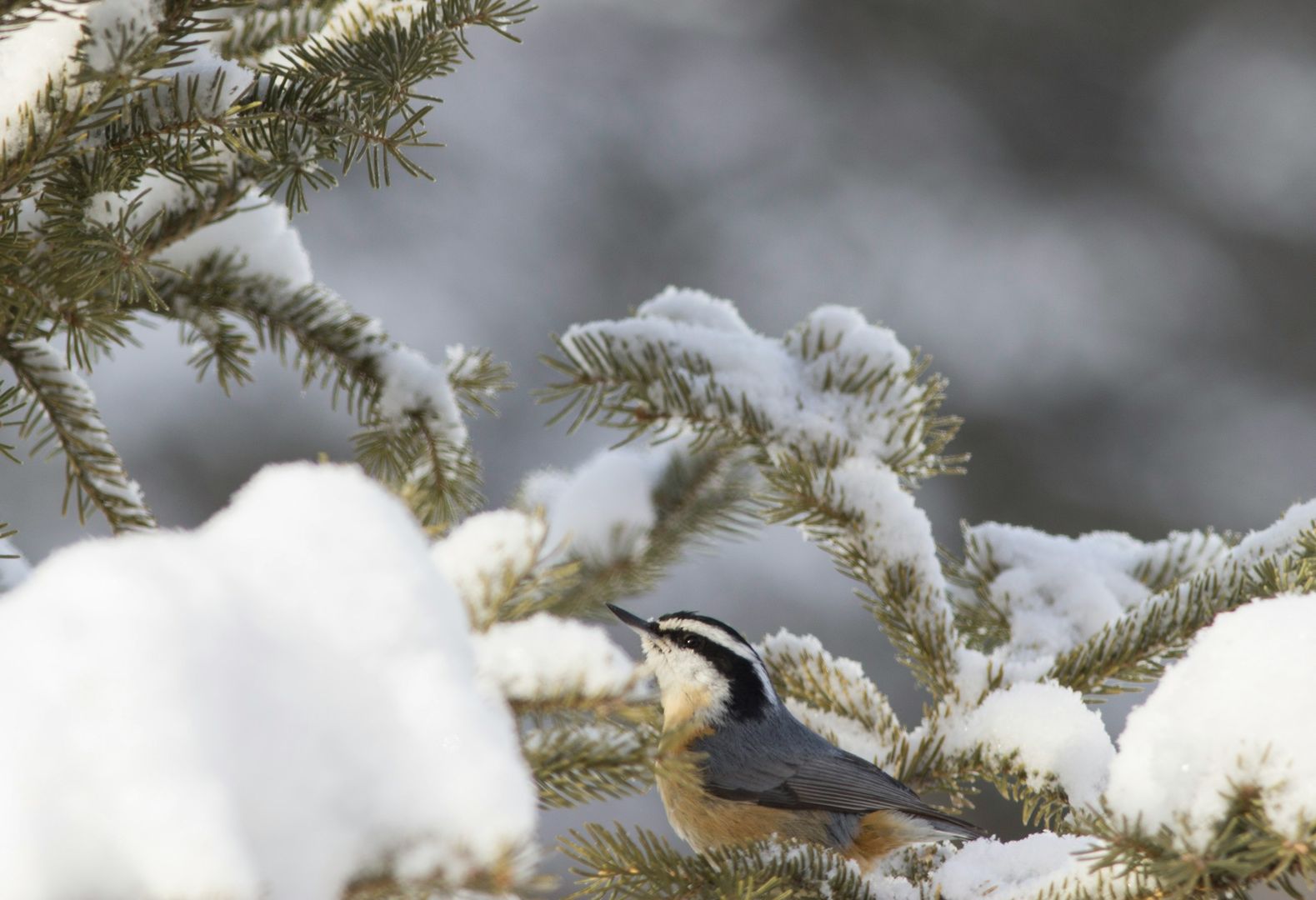 Red-breasted Nuthatch