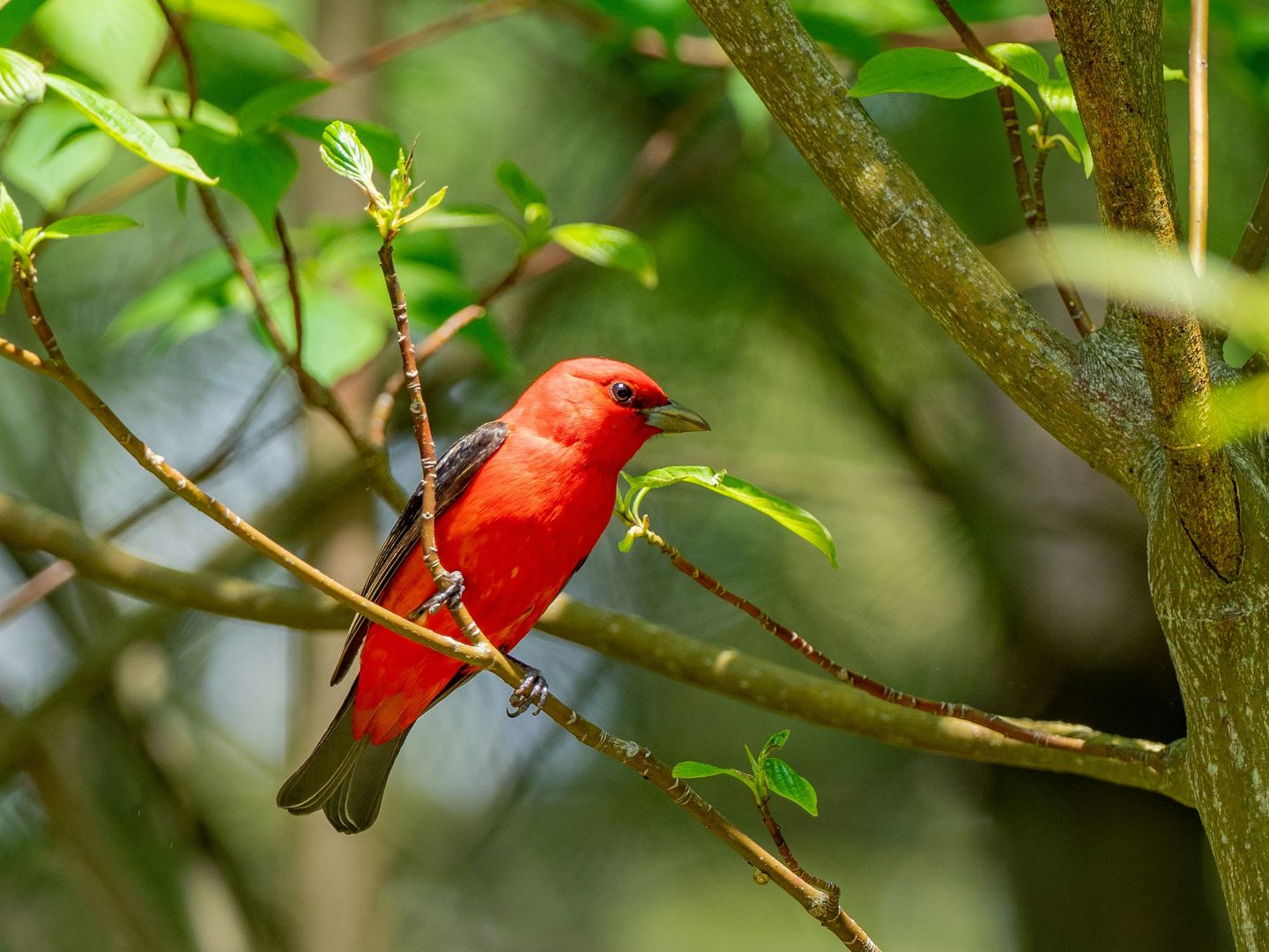 Bird Watching Groups in Vermont: The Complete Club Directory