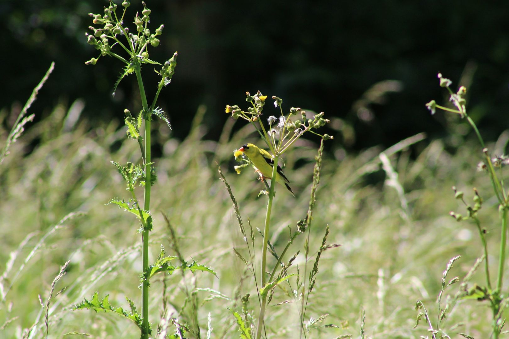 American Goldfinch