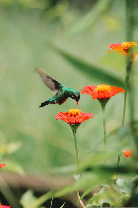 11 Perennials that Attract Hummingbirds in Iowa