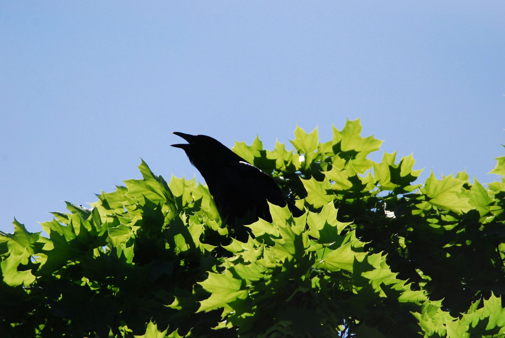American Crow