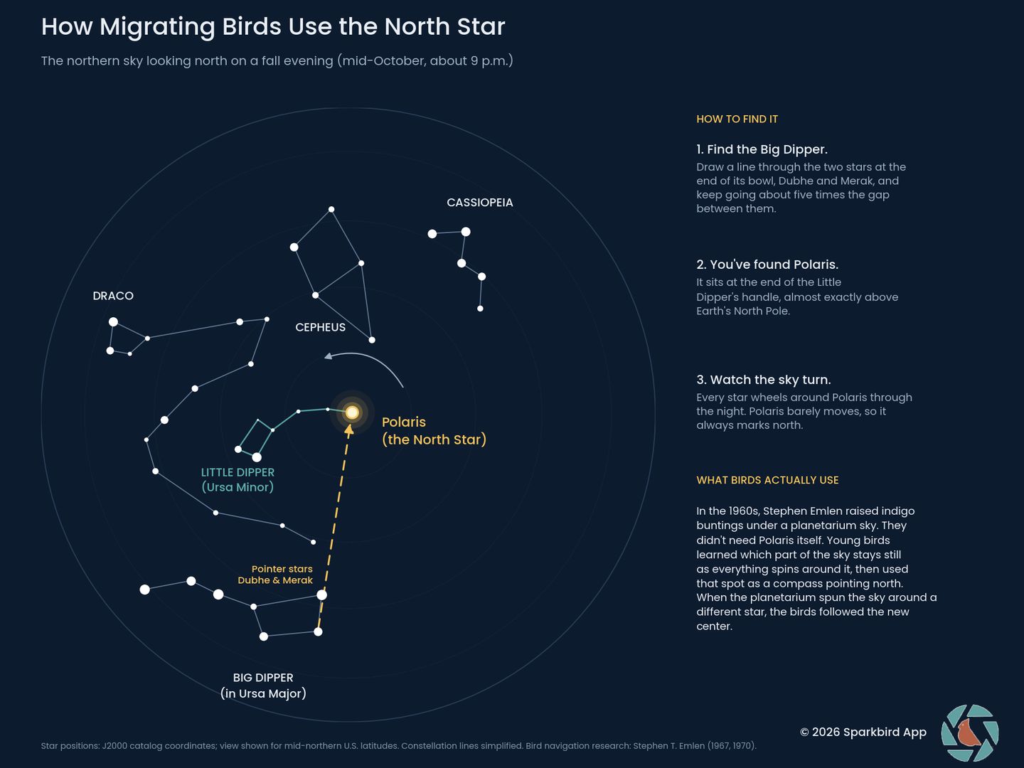 A constellation chart showing how birds use the stars to navigate.