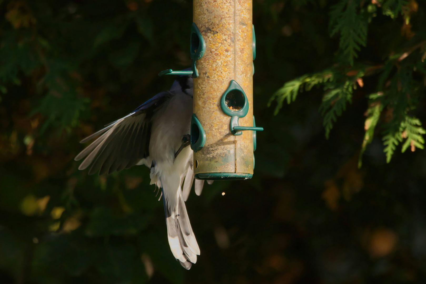 Blue Jay