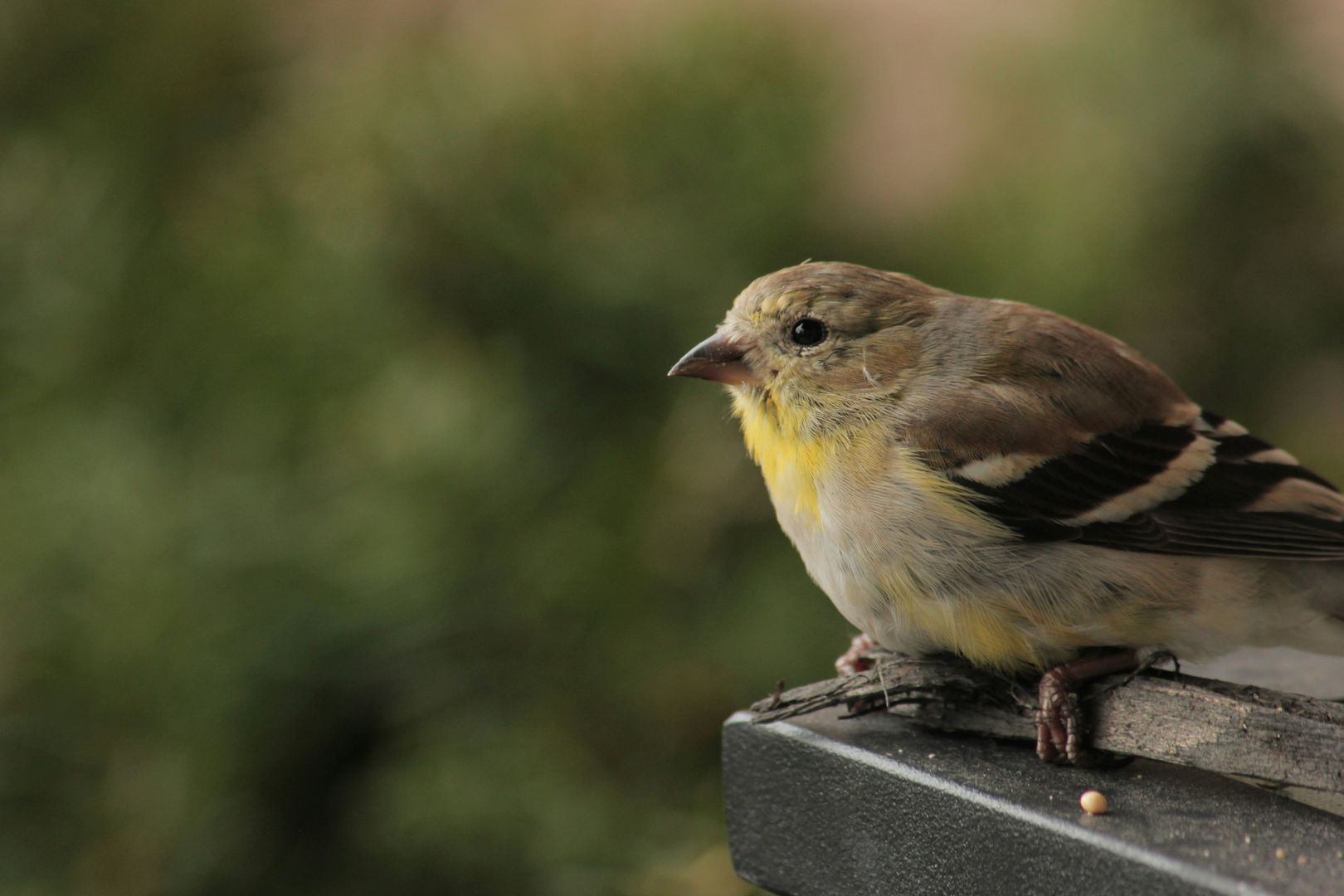 dull brown goldfinch