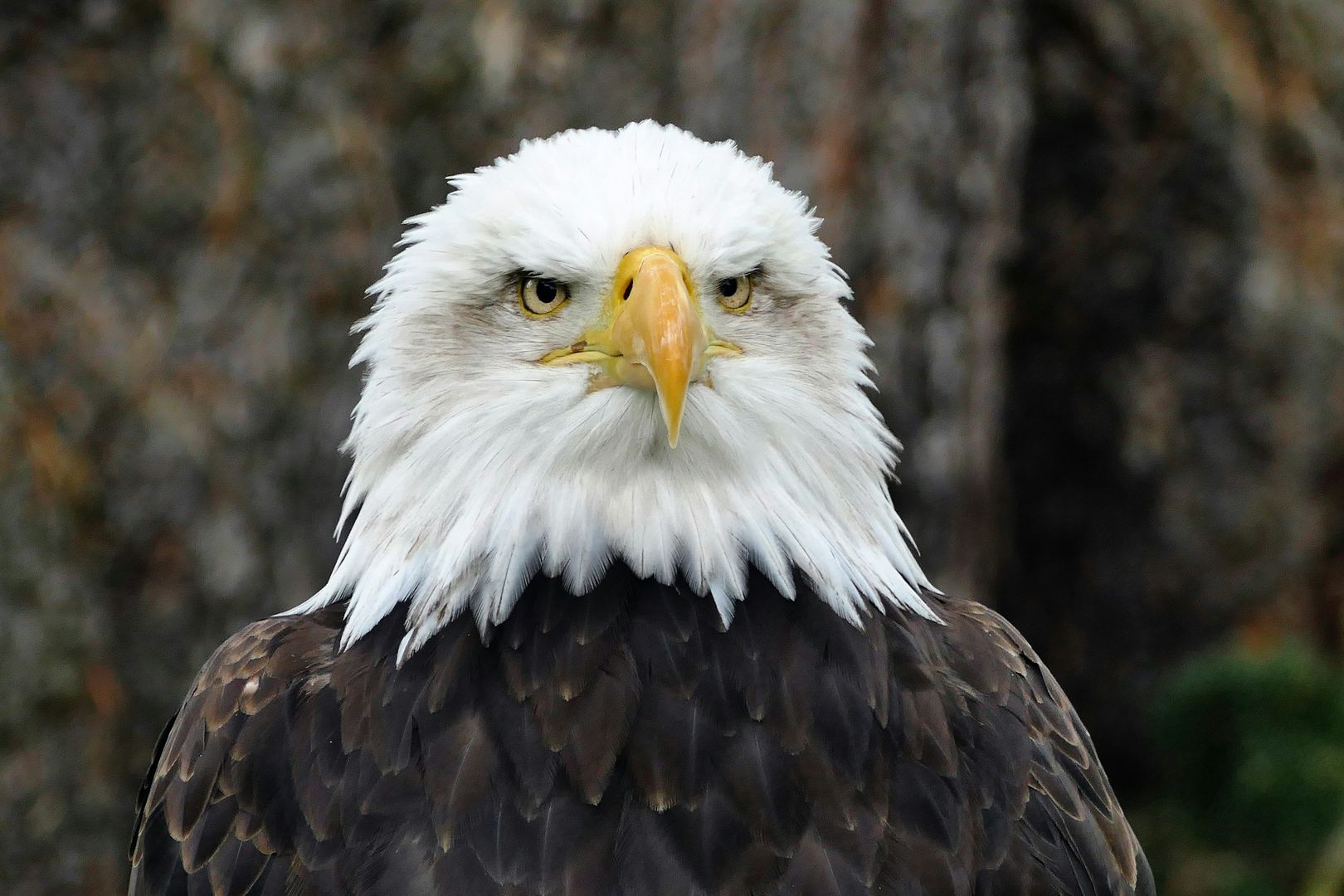 Bald Eagle