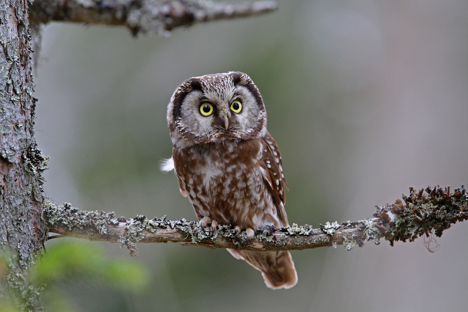 A Boreal Owl on a tree branch